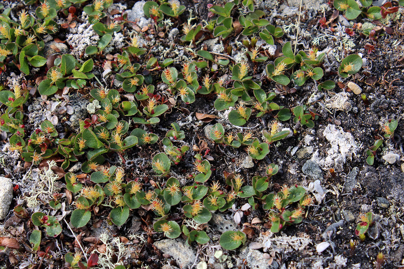 Image of Salix herbacea specimen.