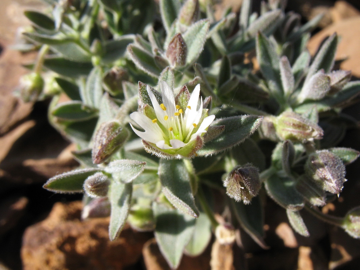 Изображение особи Stellaria turkestanica.