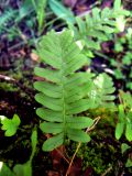 Polypodium vulgare