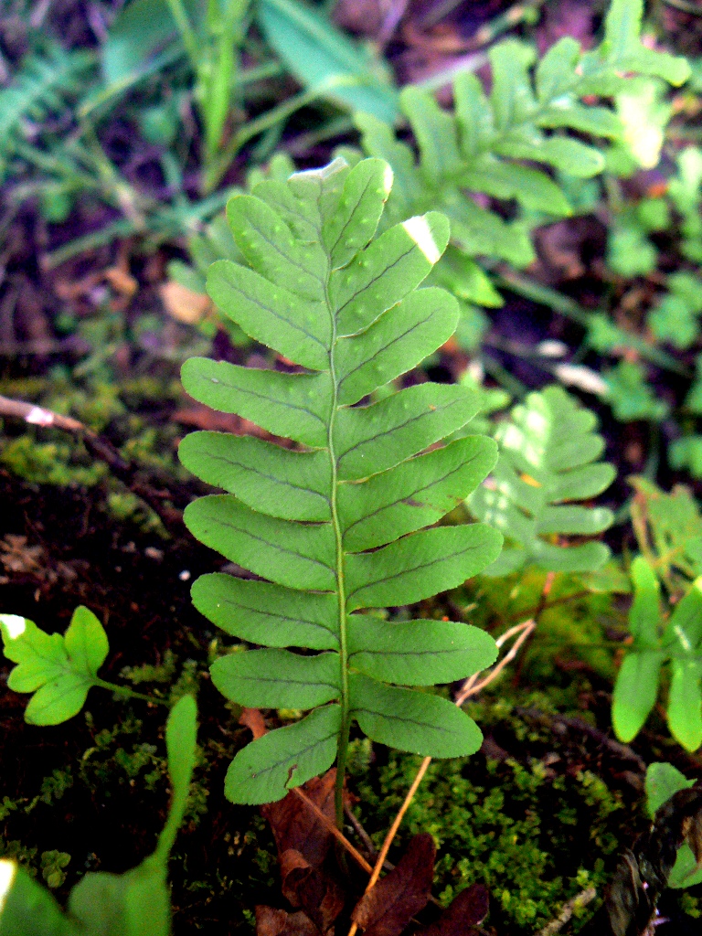 Image of Polypodium vulgare specimen.