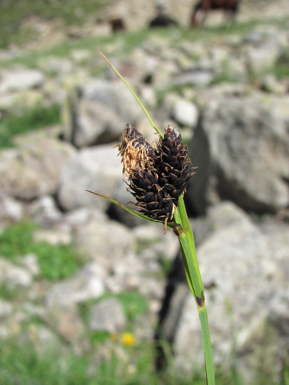 Изображение особи Carex medwedewii.