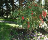 Nandina domestica. Плодоносящее растение. Крым, Южный Берег, Партенит, парк ЛОК \"Айвазовское\". 30.04.2018.