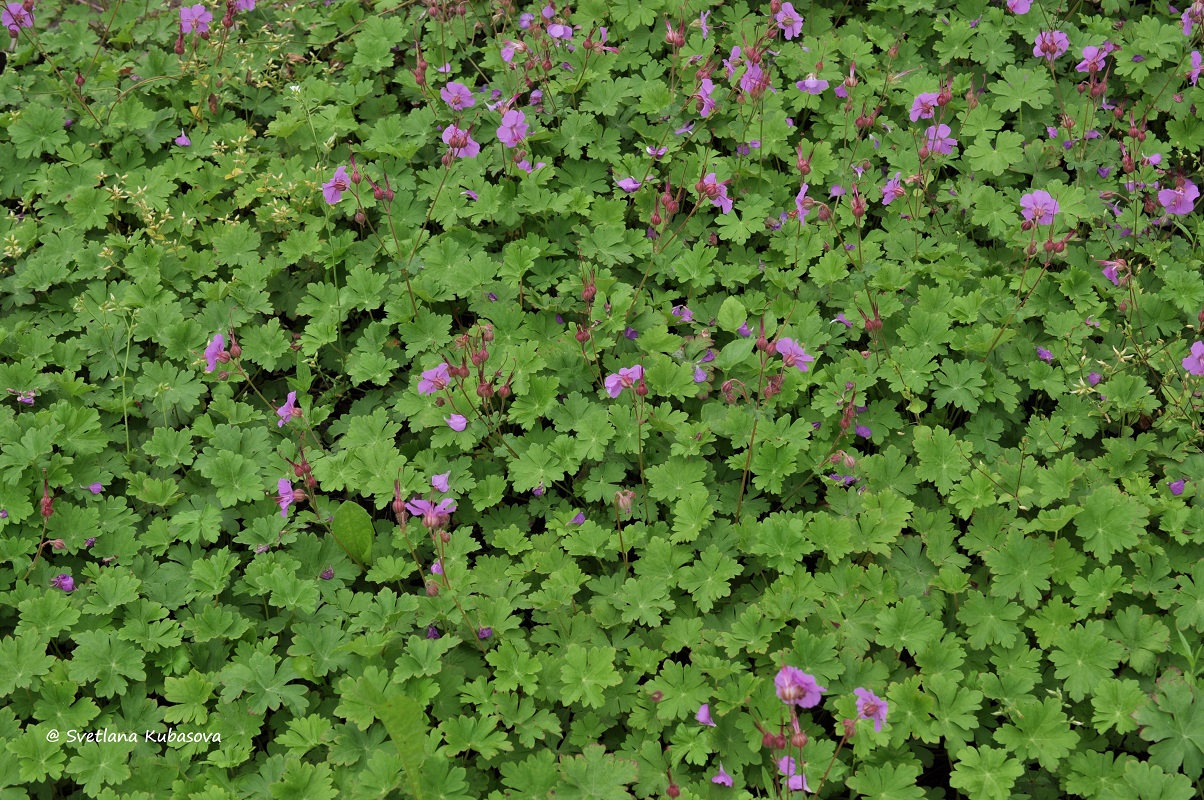 Image of Geranium &times; cantabrigiense specimen.