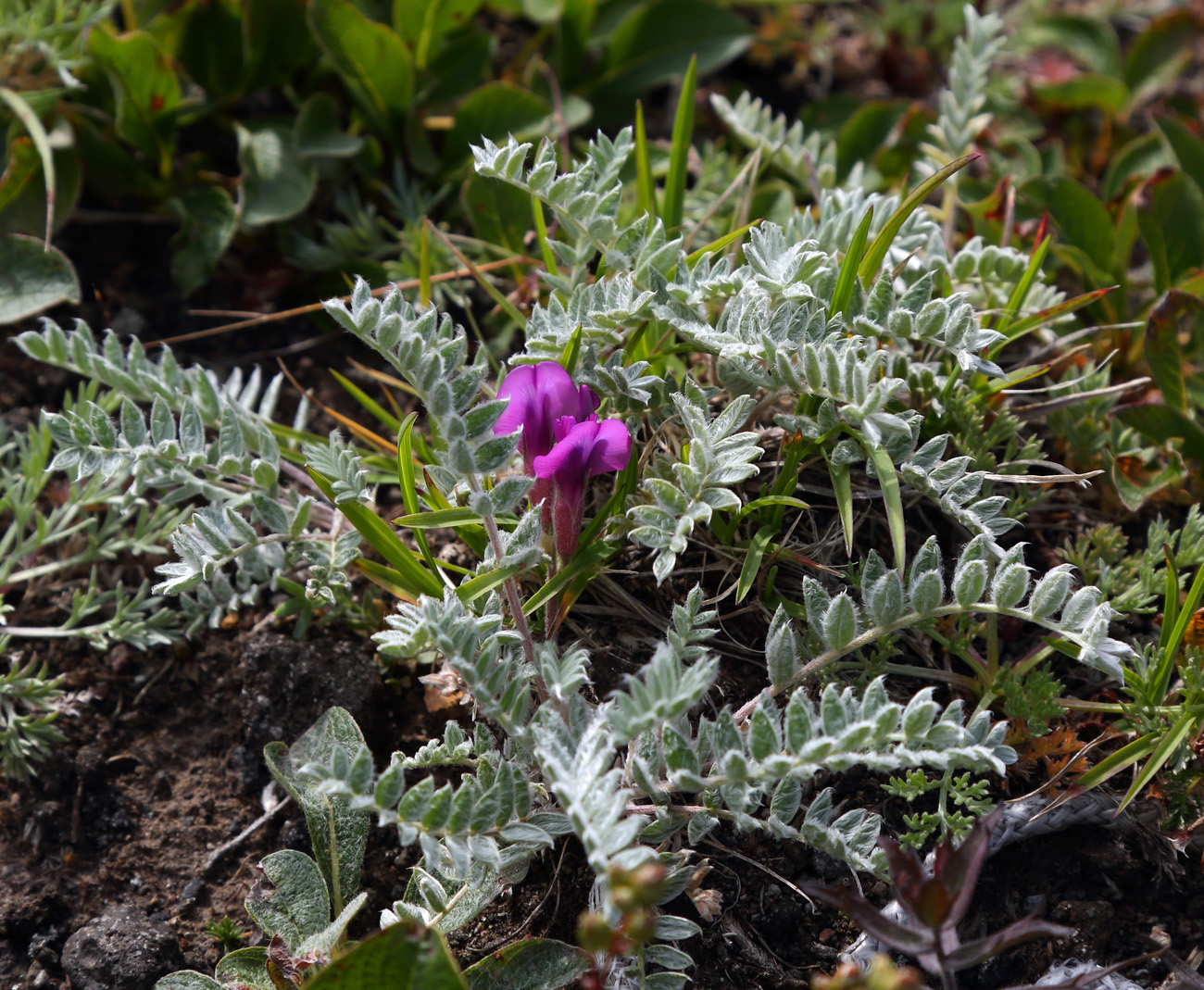 Image of Oxytropis kamtschatica specimen.