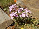 Clausia aprica