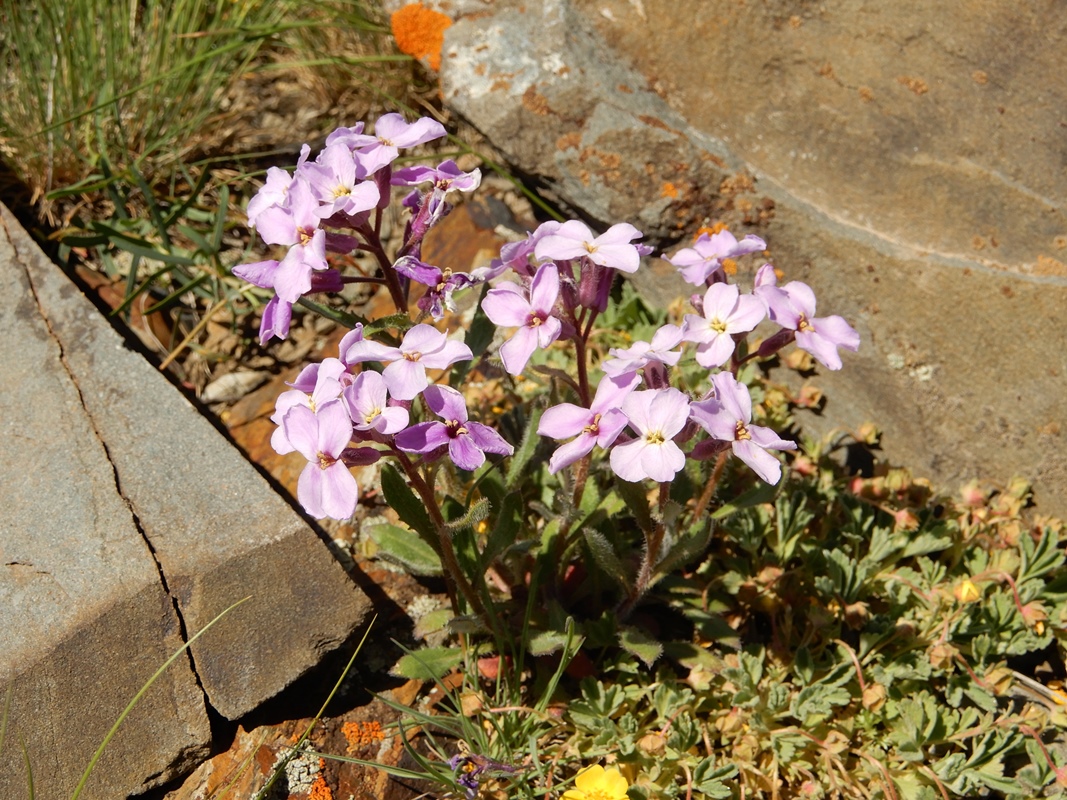 Image of Clausia aprica specimen.