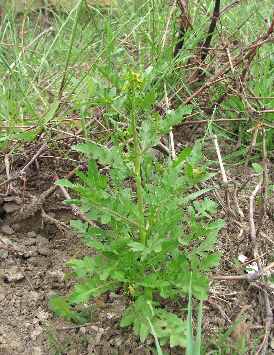 Изображение особи Rorippa palustris.