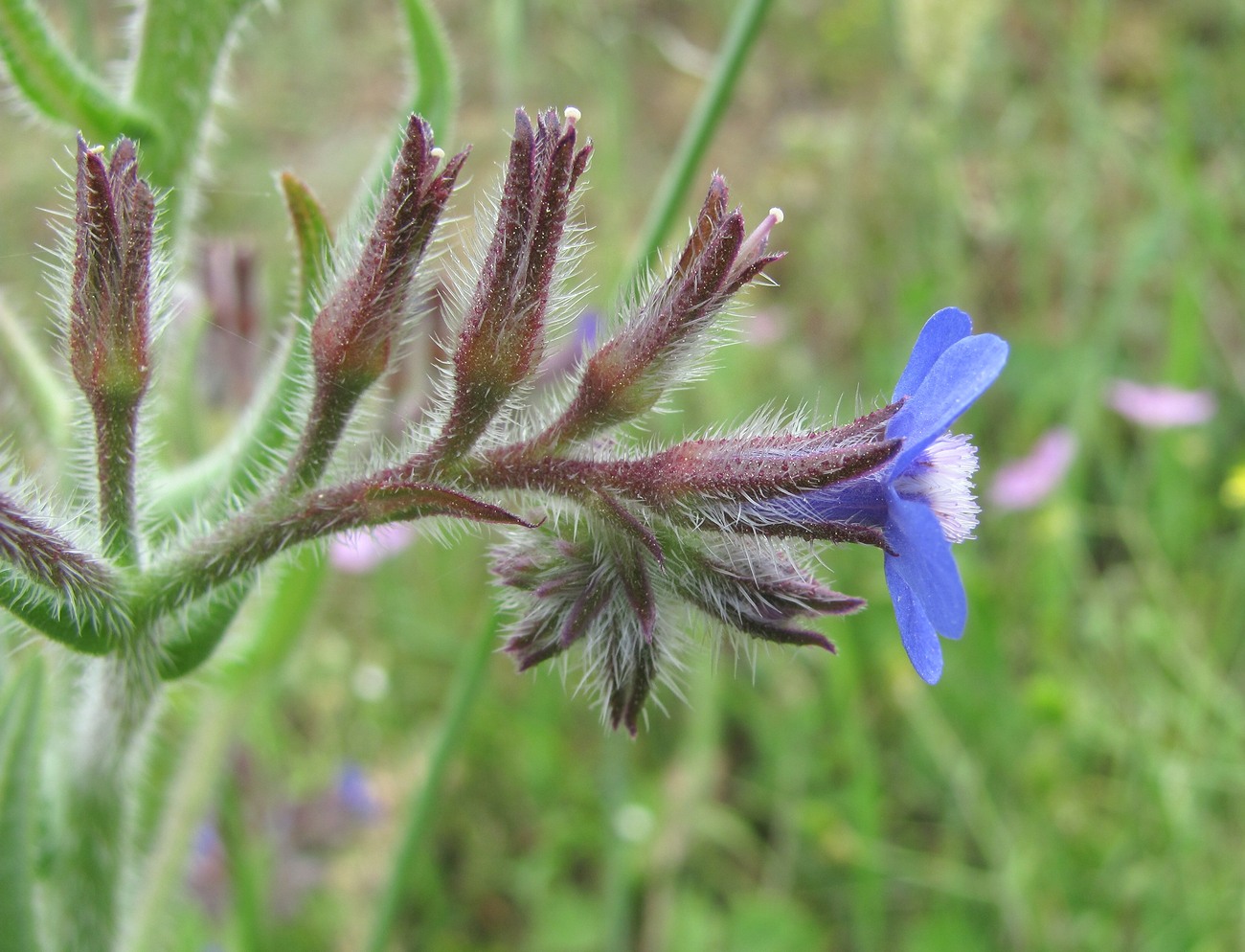 Image of Anchusa azurea specimen.