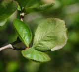&times; Sorbaronia mitschurinii