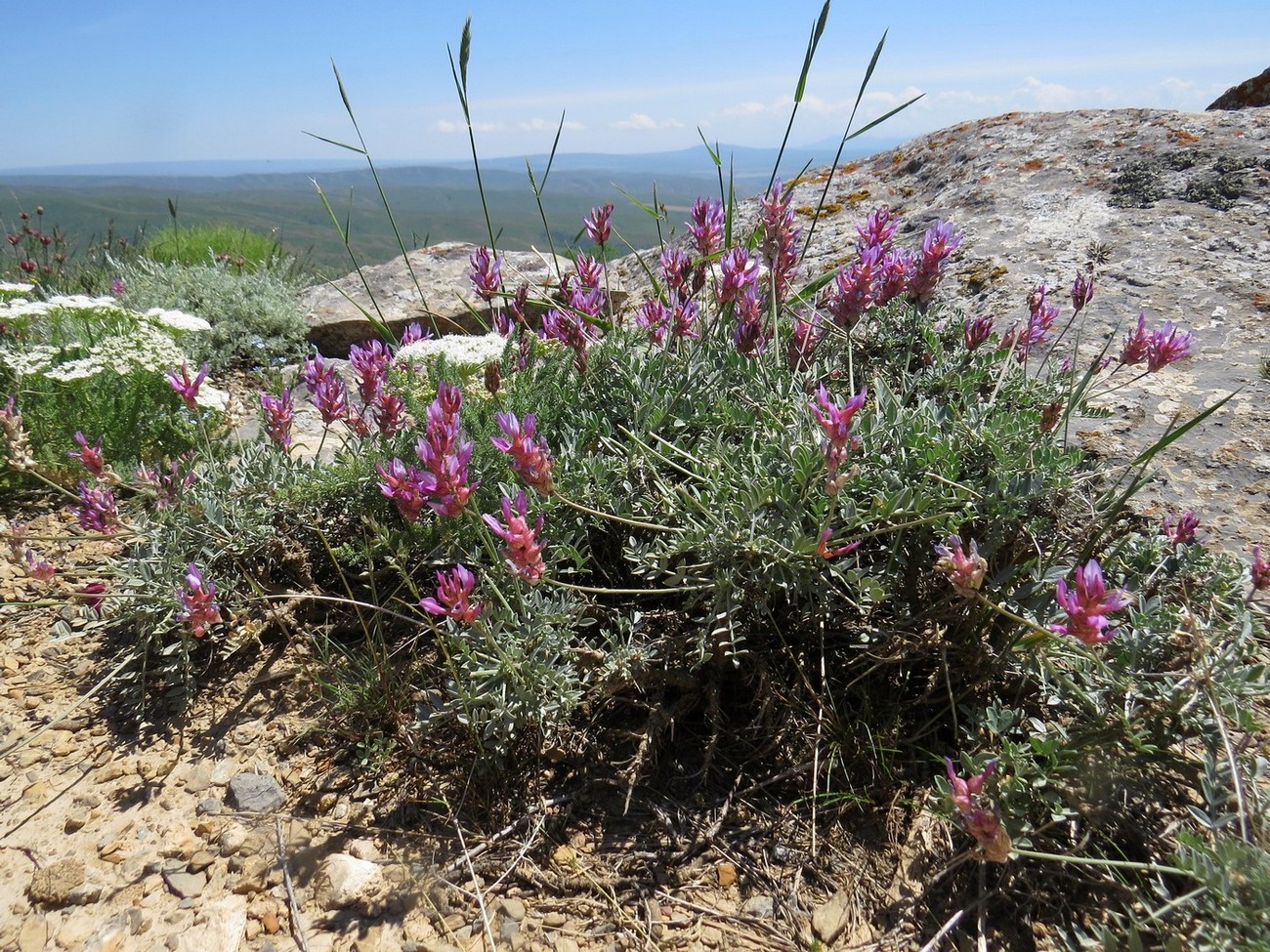 Изображение особи Astragalus schrenkianus.