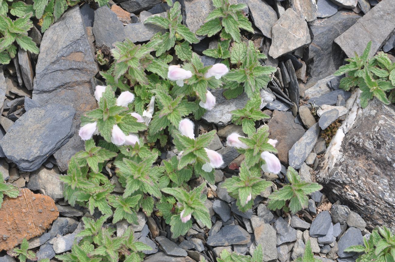 Image of Lamium tomentosum specimen.