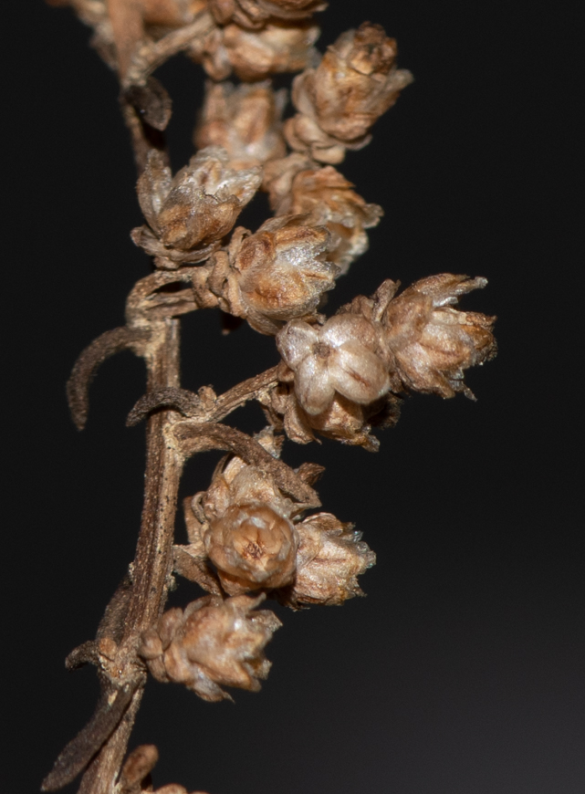 Image of Artemisia monosperma specimen.