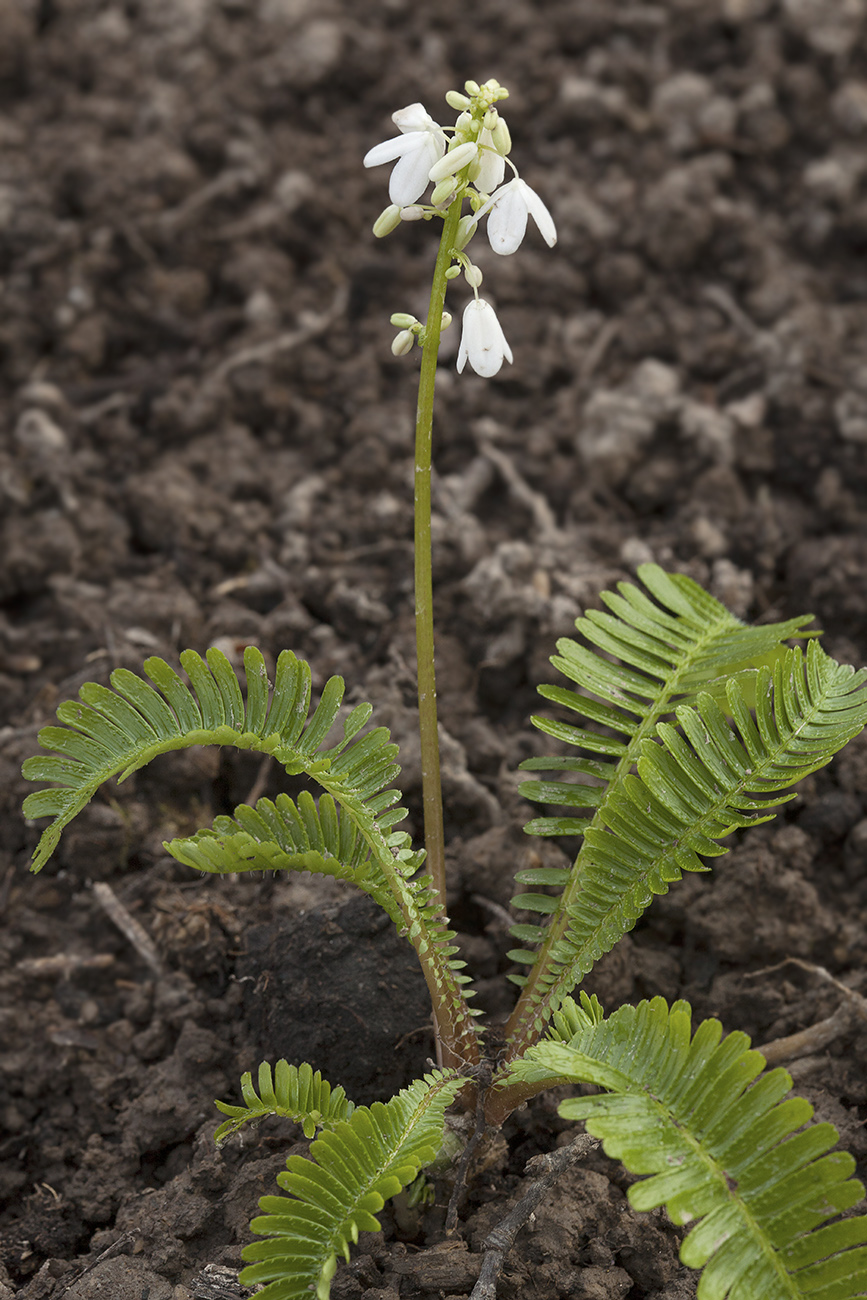 Изображение особи Pteridophyllum racemosum.