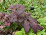 Actaea spicata
