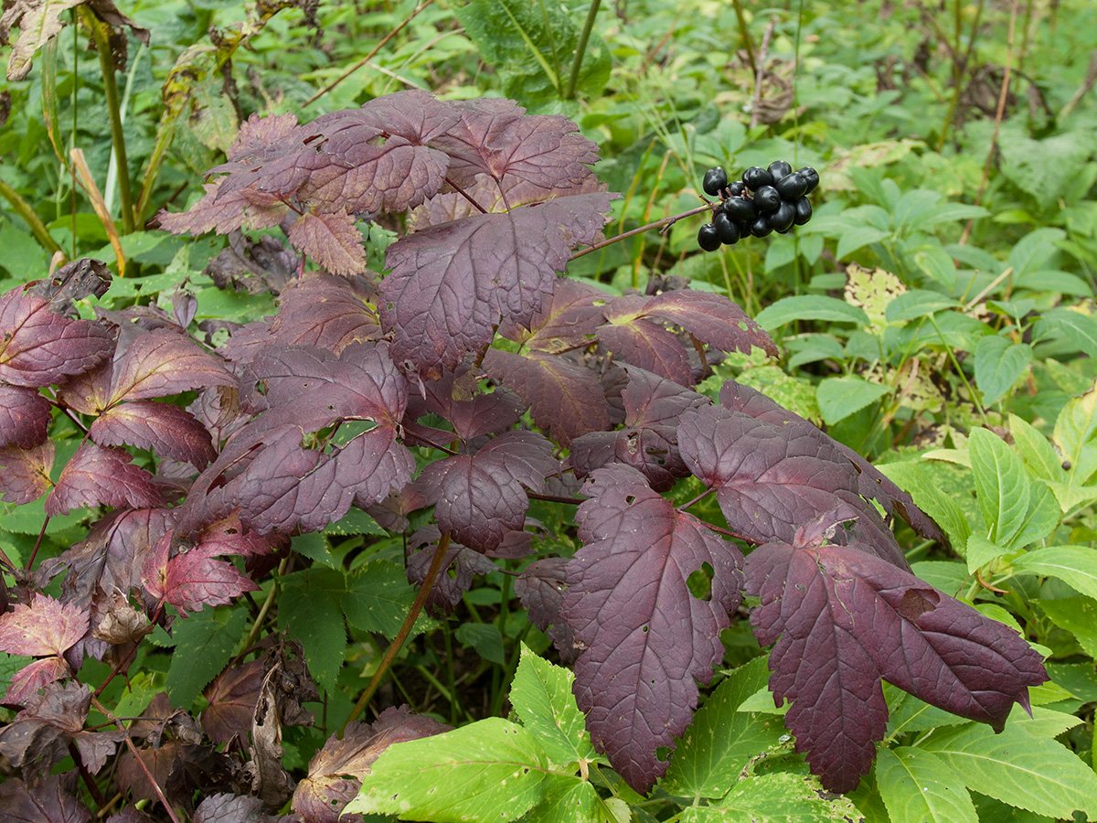 Image of Actaea spicata specimen.