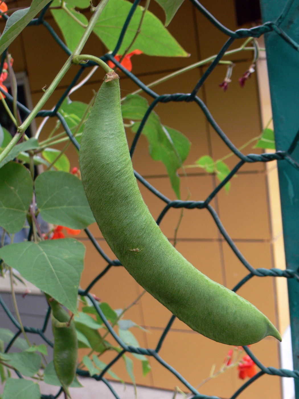 Изображение особи Phaseolus coccineus.