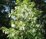 Davidia involucrata разновидность vilmoriniana. Часть кроны цветущего дерева. Крым, Южный Берег, Партенит, парк ЛОК \"Айвазовское\". 30.04.2018.