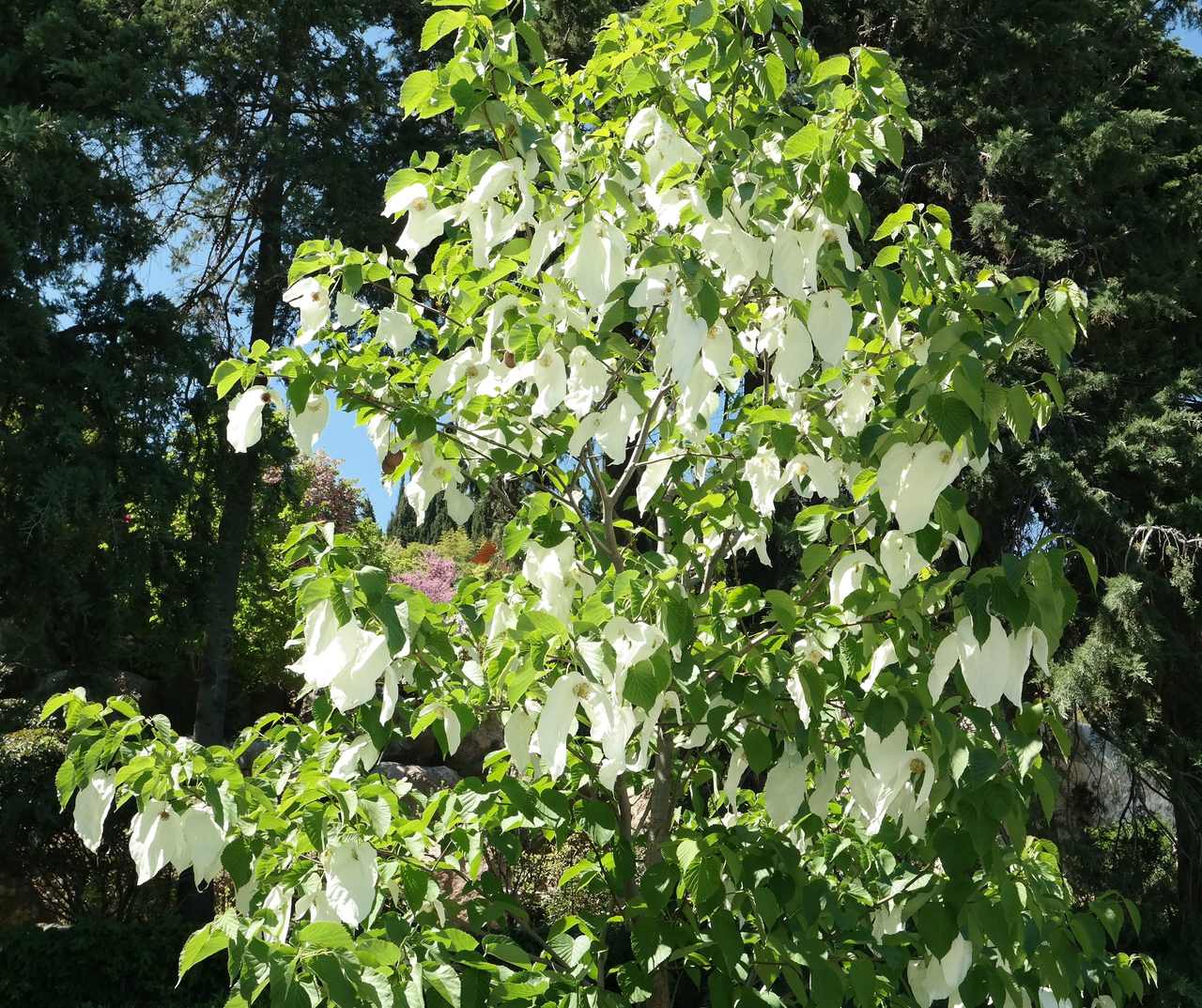 Изображение особи Davidia involucrata var. vilmoriniana.