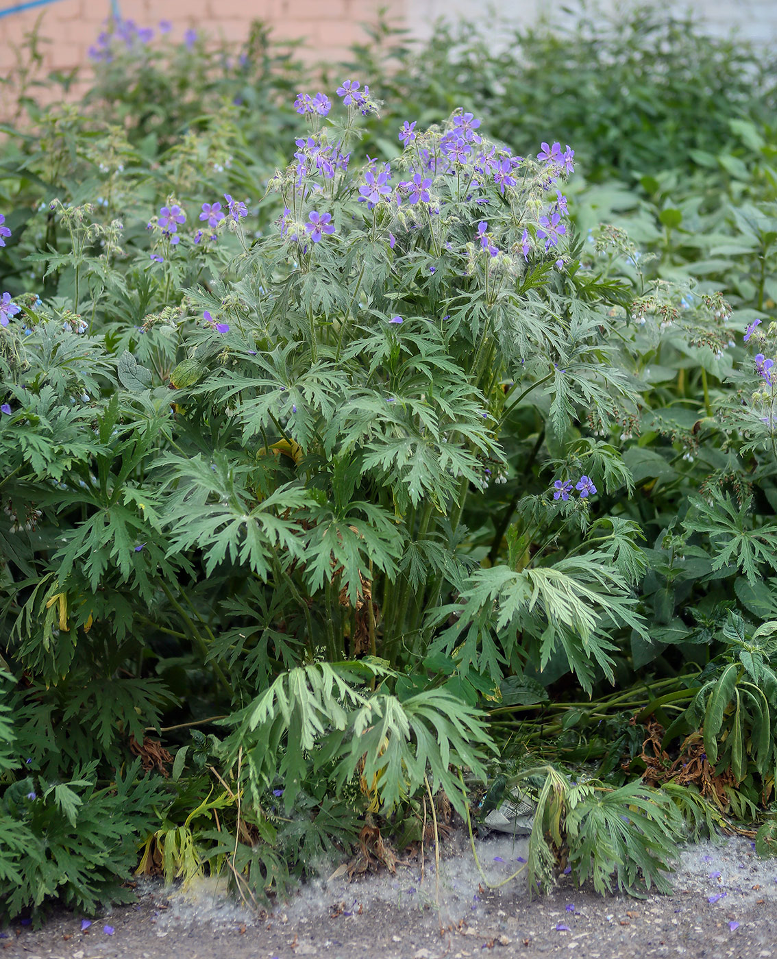 Изображение особи Geranium pratense.