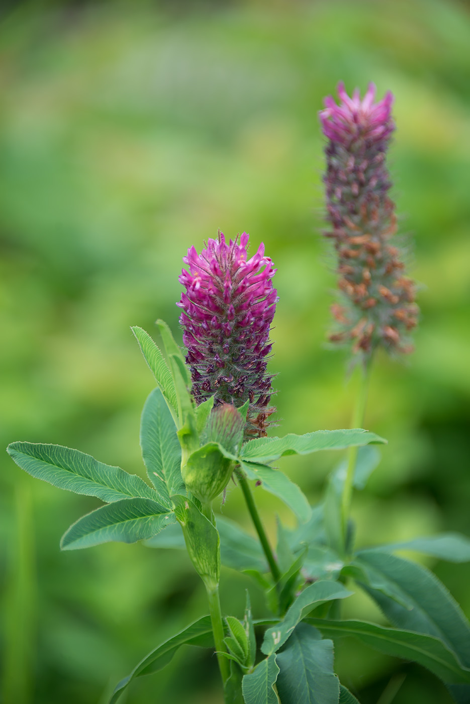 Изображение особи Trifolium rubens.