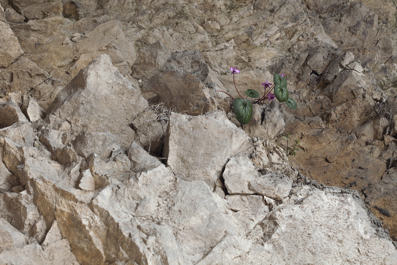 Image of Cyclamen coum specimen.