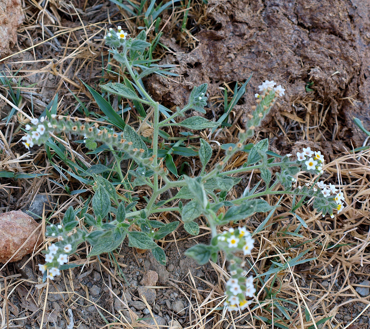 Изображение особи Heliotropium hirsutissimum.