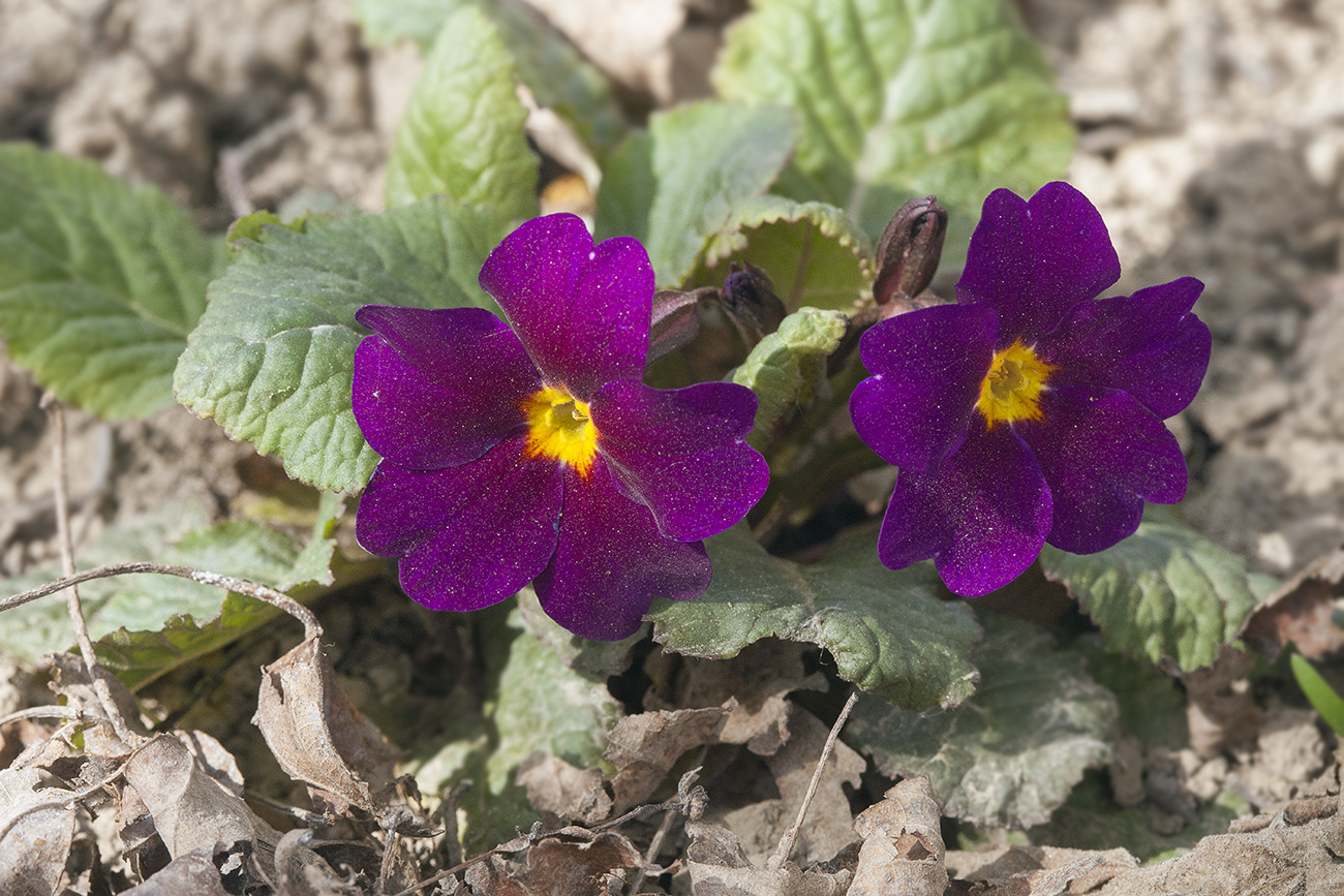 Изображение особи Primula &times; pruhoniciana.