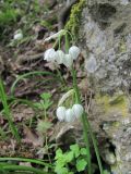 Allium paradoxum