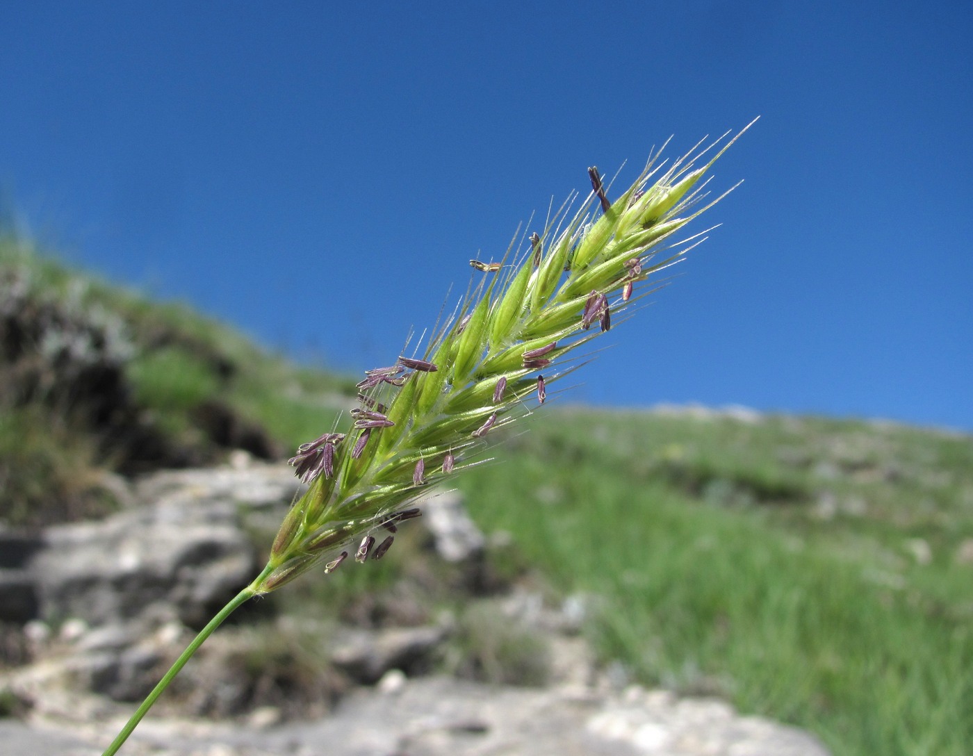 Изображение особи Psathyrostachys rupestris.