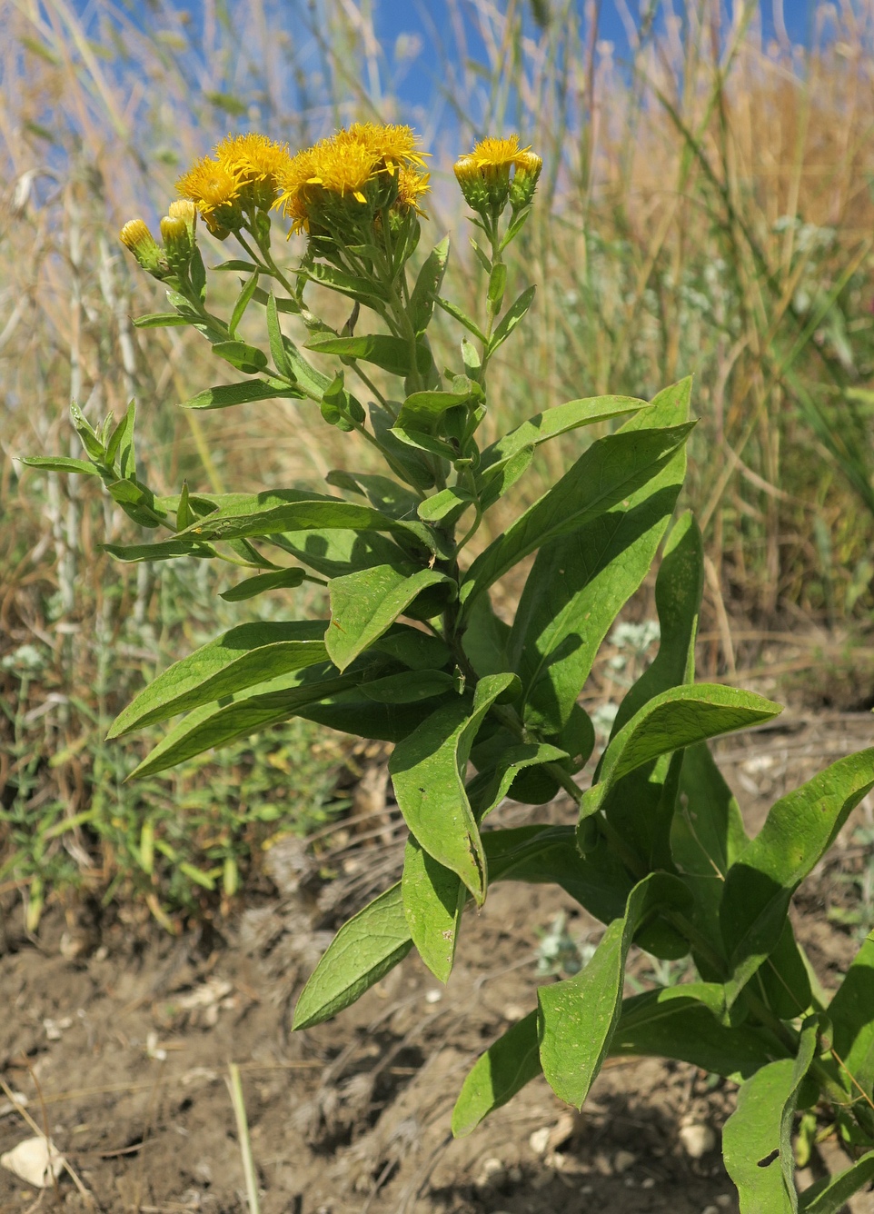 Image of Inula germanica specimen.