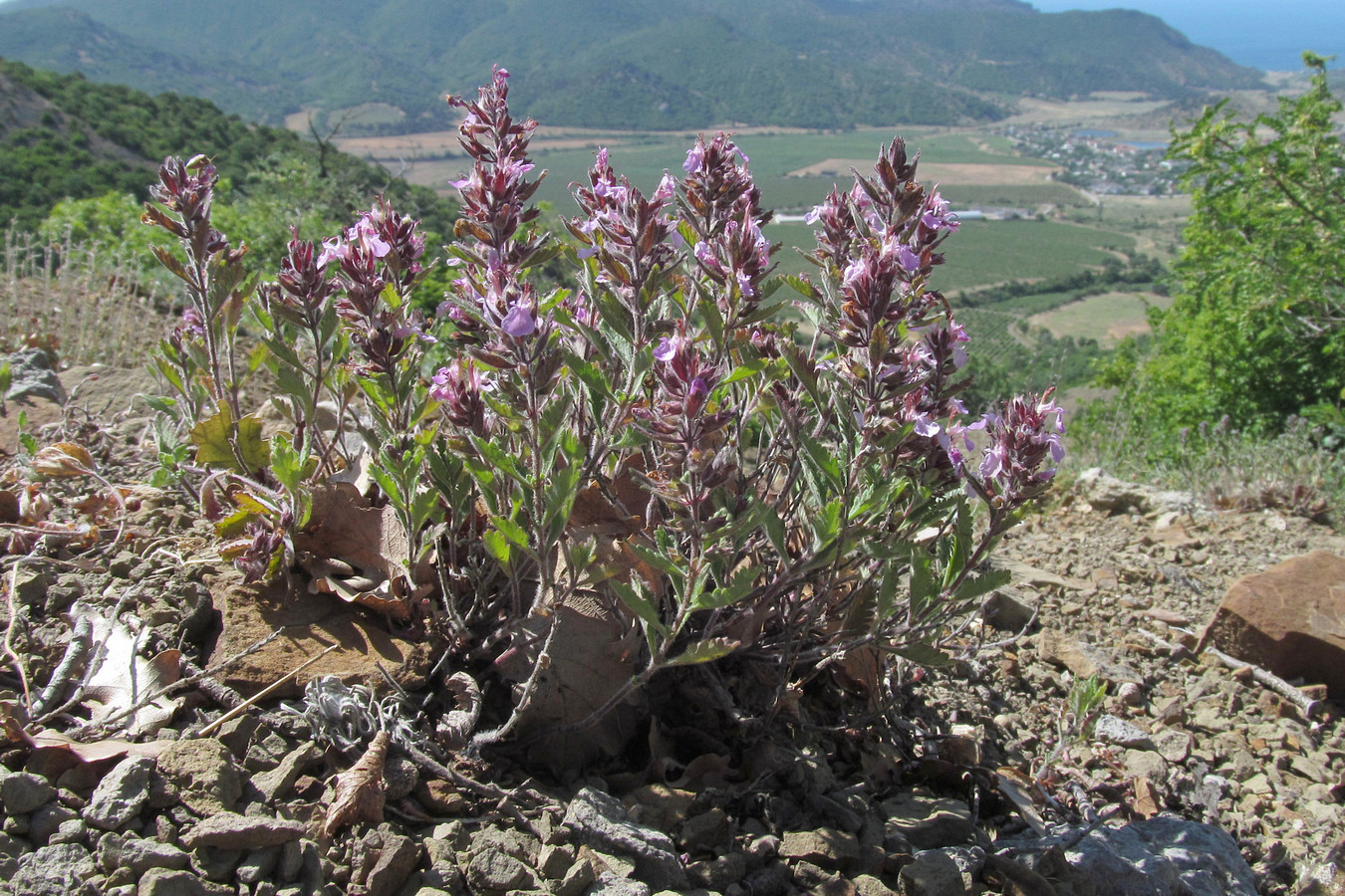 Изображение особи Teucrium krymense.