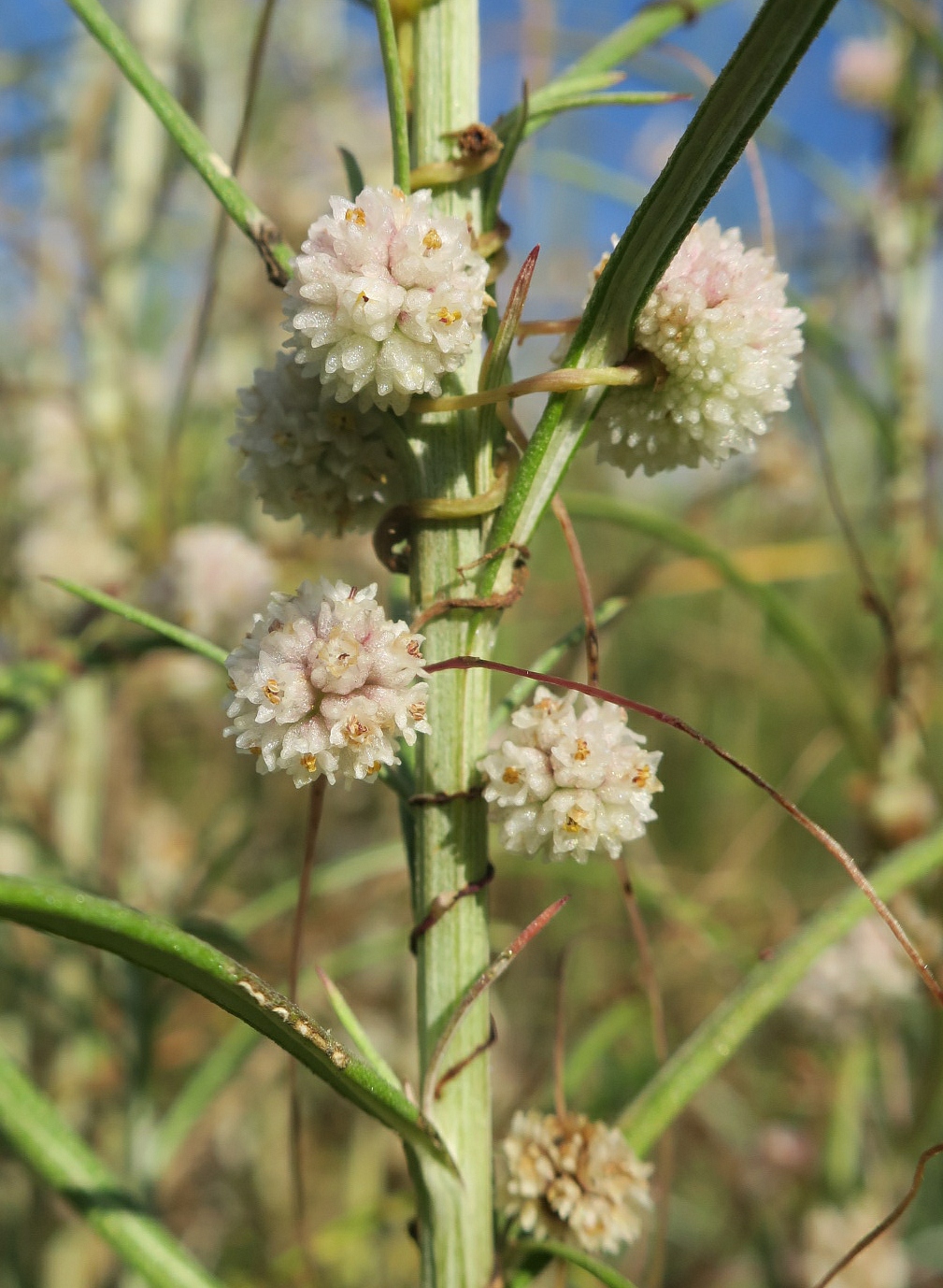 Изображение особи Cuscuta epithymum.