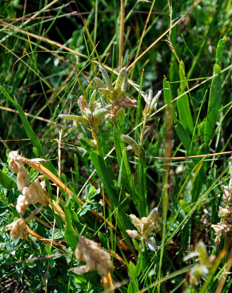 Image of Genistella sagittalis specimen.