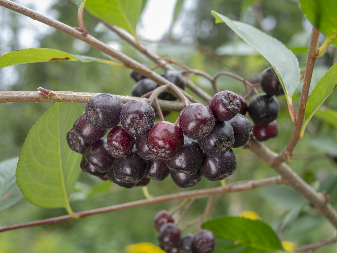 Изображение особи × Sorbaronia mitschurinii.