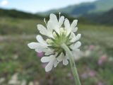 Scabiosa bipinnata. Соцветие (вид со стороны чашечки). Краснодарский край, окр. г. Новороссийск, хр. Маркотх, пер. Андреевский, каменистый склон. 07.08.2019.