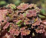 Azolla filiculoides. Вытащенное из воды растение. Узбекистан, Ташкентская обл., Пскентский р-н, окр. кишлака Айбулак, поверхность медленно текущей части речки. 03.08.2019.