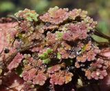 Azolla filiculoides