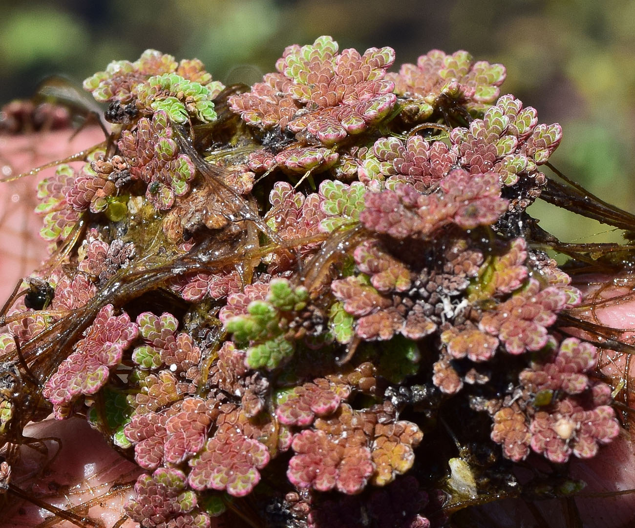 Изображение особи Azolla filiculoides.