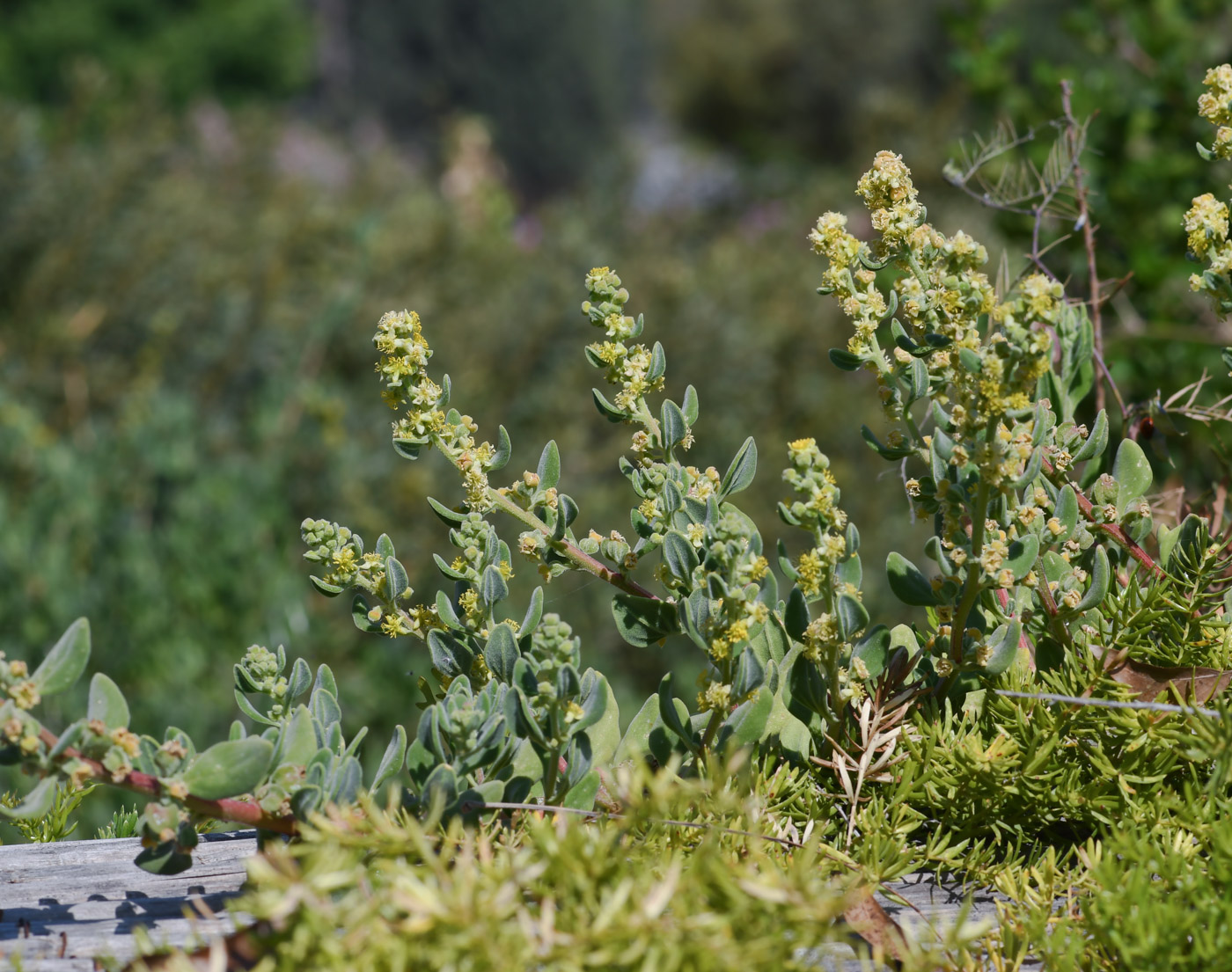 Image of Tetragonia decumbens specimen.