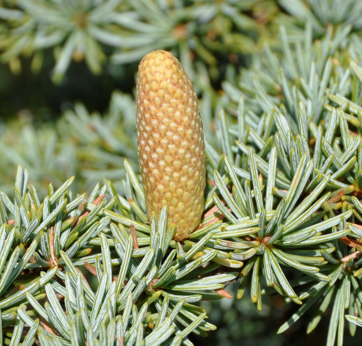 Image of Cedrus libani ssp. brevifolia specimen.