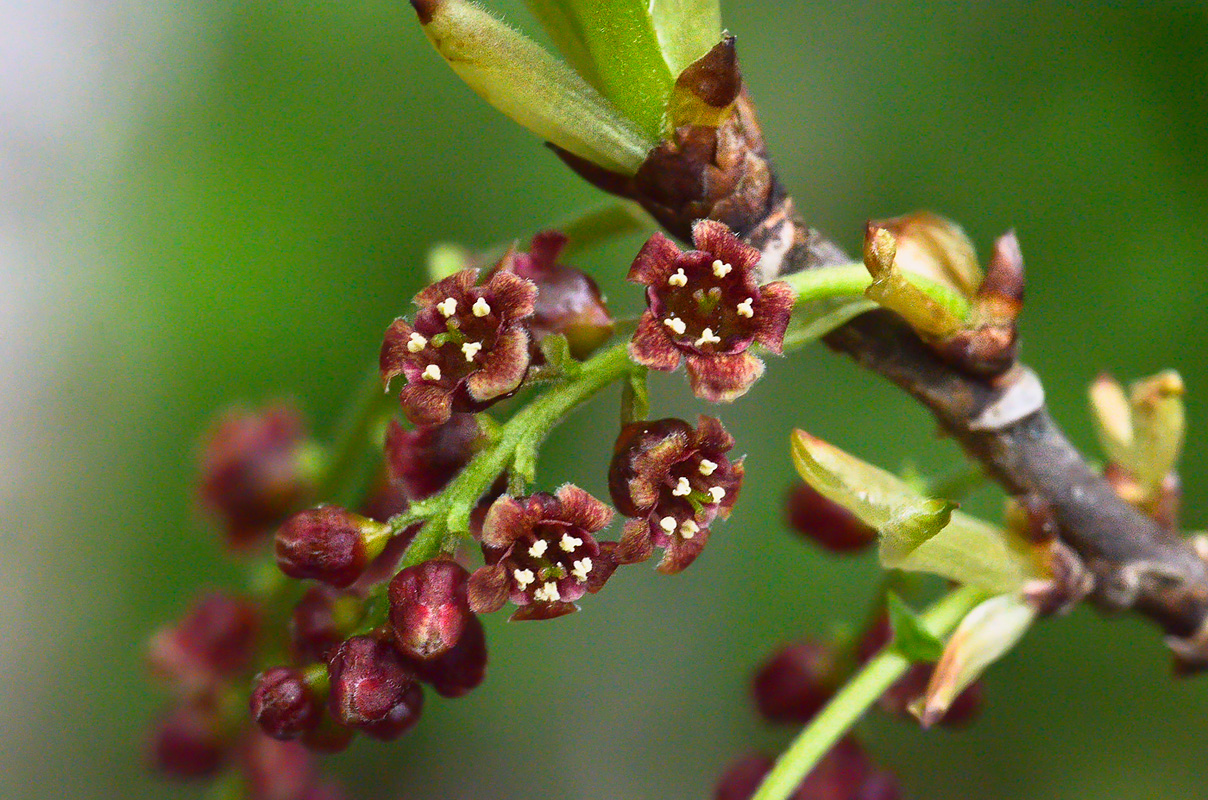 Изображение особи Ribes biebersteinii.