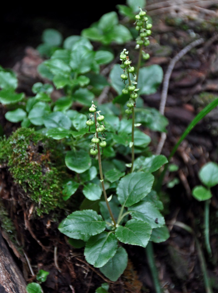 Изображение особи Orthilia secunda.