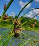 Bolboschoenus maritimus. Соцветия. Чувашия, окрестности г. Шумерля, берег р. Сура, пески за понтонным мостом. 14 июля 2008 г.