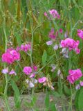 Lathyrus latifolius