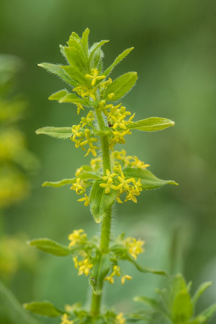 Image of Cruciata laevipes specimen.