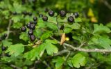 Crataegus pentagyna