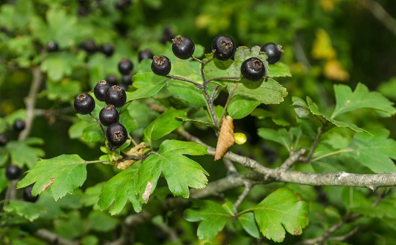 Изображение особи Crataegus pentagyna.