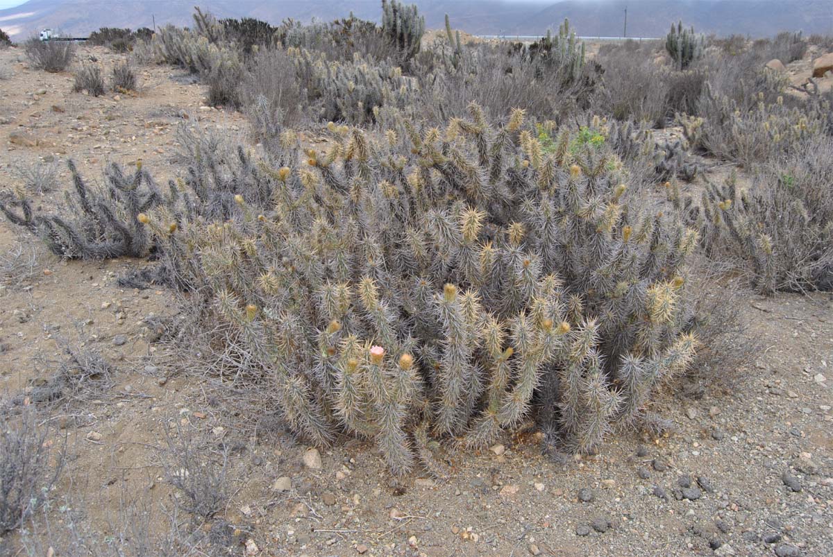 Image of Miqueliopuntia miquelii specimen.