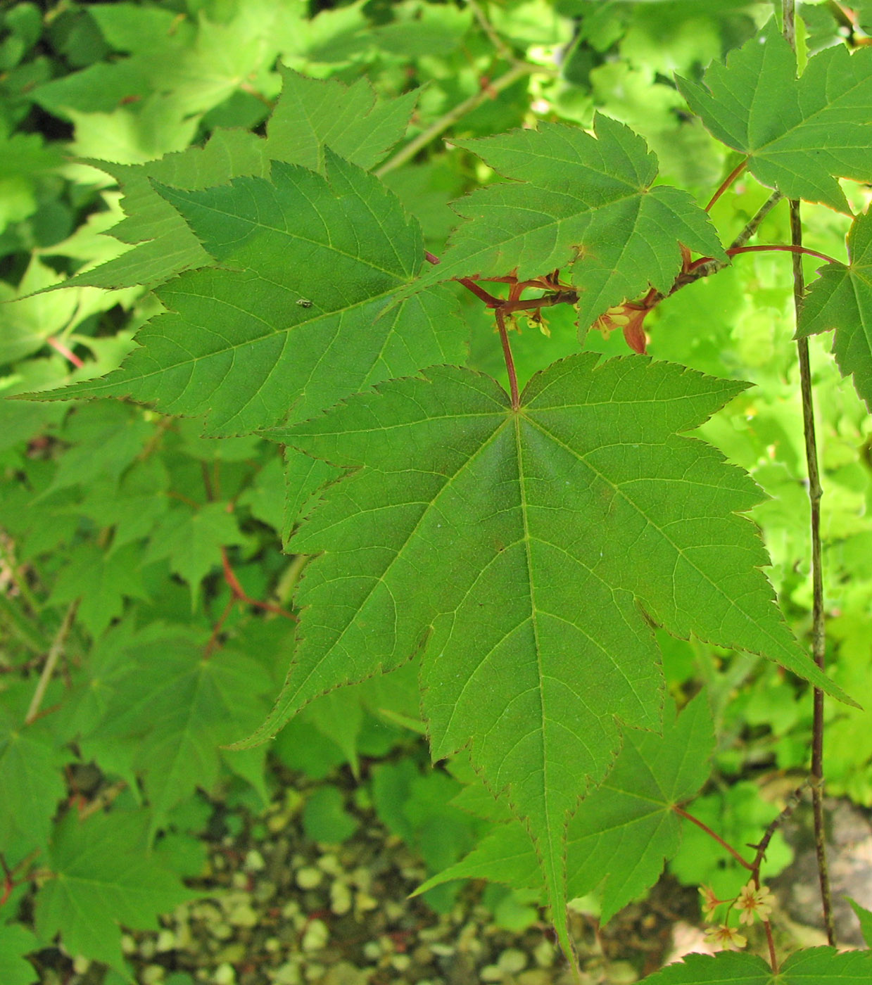 Image of Acer komarovii specimen.