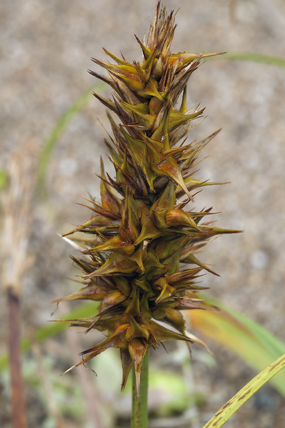 Изображение особи Carex macrocephala.